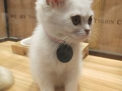 -袖虎·猫馆(体育西路店)