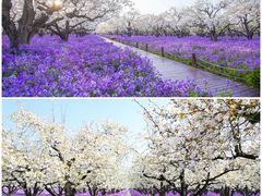-江苏三台山国家森林公园