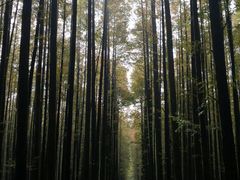 -山王坪喀斯特国家生态公园