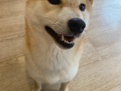 -南京Hallo宠物乐园·哈罗犬舍·柴犬繁育基地