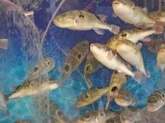 -肆月河豚·新淮扬(金融街店)