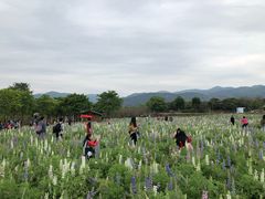 -天适樱花悠乐园