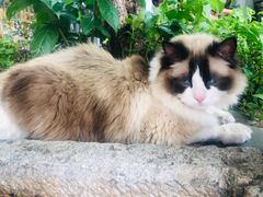 -喵屿·大理花园猫咖