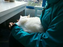 android_upload_pic-Anne猫窝咖啡屋