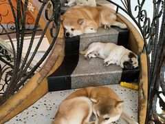 -喜柴咖啡·柴犬狗咖