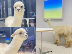 -怪兽屋·羊驼·猫咖·狗咖(俊华广场店)