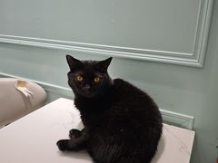 -安格丽娜·狗咖·猫咖羊驼咖(春熙路百盛商场店)