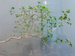 景观位-四方茶集·茶馆(南山科技园店)