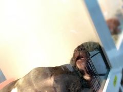 -1013 PET SHOP 宠物商店(近铁城市广场店)