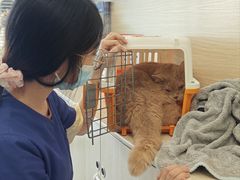-凯特喵百思猫专科医院