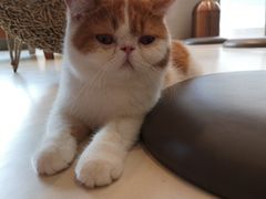-飞行喵MR PILOT|猫舍·猫咖(静安大融城店)