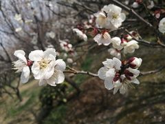 -香雪海