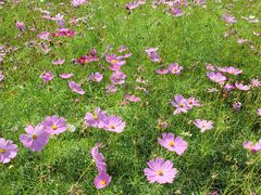 -西京湾花海