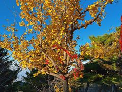-泰山风景名胜区
