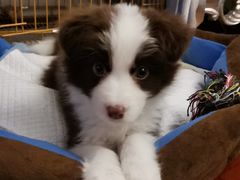 -翊宠yipet猫狗购宠庄园犬舍•猫舍