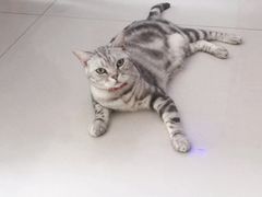 -平行世界·猫咖(首经贸店)