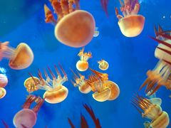 -海合安成都极地海洋公园