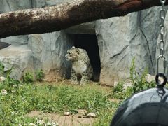 -青藏高原野生动物园