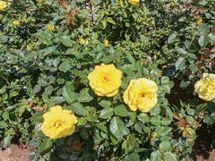 -人民公园(罗湖区)