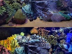 -上海海洋水族馆