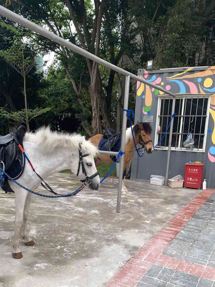 威灵顿马术中心-"网上搜了感觉不错,带孩子们来体验,老师比.