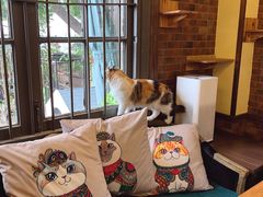 -more than meow吴止猫主题餐厅(承德 中船汇店)