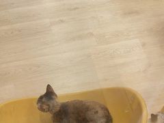 -有喵·猫咖·狗咖·30几只猫10只小狗(岗厦店)