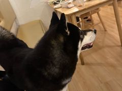 -柴の食堂·日式家庭料理·熊之肆(大学路店)