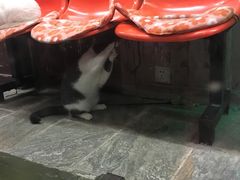 -猫咪博物馆(顶澳仔猫街店)