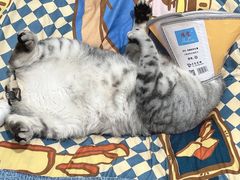 -伟伟宠物医院·瑞派猫友好医院·猫科(光谷店)