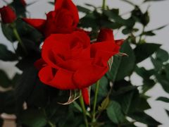 -花鸟鱼虫鲜花绿植市场(玉泉路店)