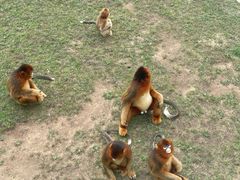 -西霞口神雕山野生动物世界