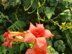 -南通洲际绿博园