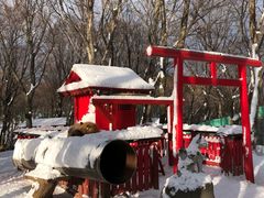 -宫城藏王狐狸村