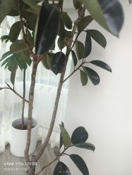 -HEYAN荷妍专业脱毛连锁机构