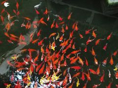 景点-南宫五洲植物乐园