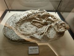 -辽宁古生物博物馆