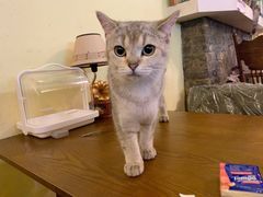 -猫色咖啡·猫咖