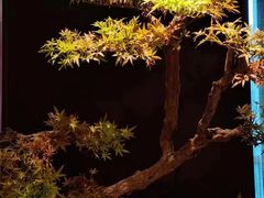 -龙宴海鲜城(经中路店)