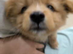 -艾贝尔宠物医院·狂犬免疫点(江山金象城店)