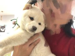 -柴犬小屋·柴餐厅·狗咖食堂(金鼎广场店)