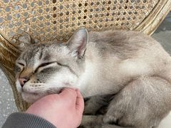 -共舞时光猫咖·狗咖(新街口店)
