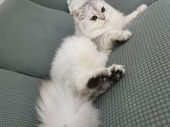 -博特宠物医院24h犬猫全科.骨科·异宠