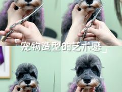 -鑫艺宠物美容培训学校