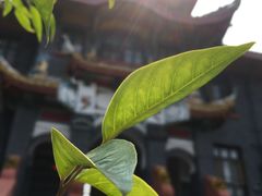 -四川大学(华西校区)