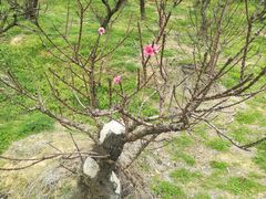 -南国桃园旅游度假区