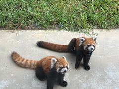 -杭州野生动物世界