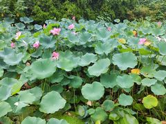-洛阳市隋唐城遗址植物园