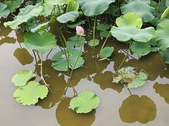 -龙头寺公园