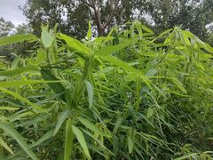 -中国科学院西双版纳热带植物园
